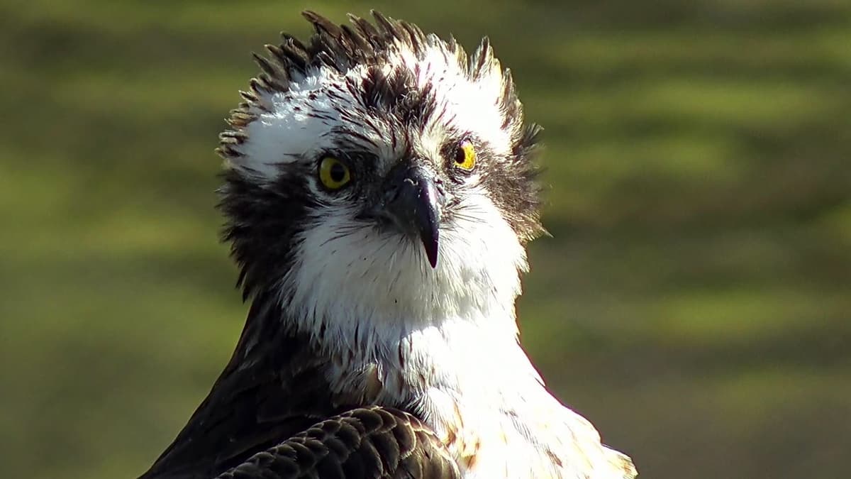 Glaslyn osprey returns to nest cambriannews.co.uk
